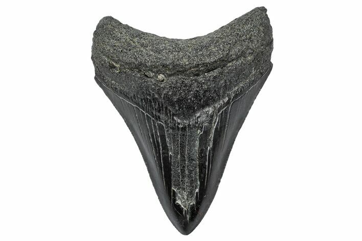 Fossil Megalodon Tooth - South Carolina #341459